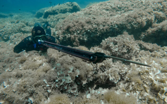 Sigalsub-Nemesis-RG-06