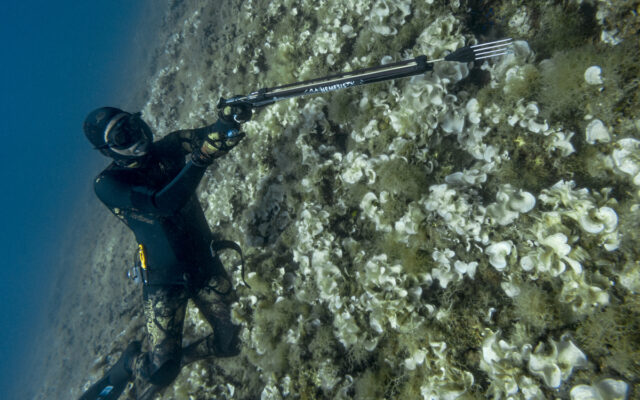 Sigalsub - Nemesis Closed -7